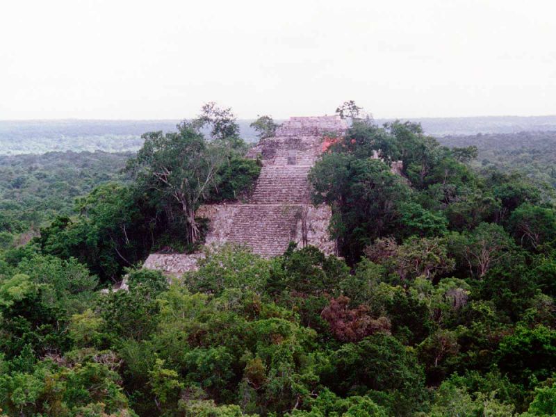 Deforestación amenaza la selva tropical; ven en Sembrando Vida una salvación