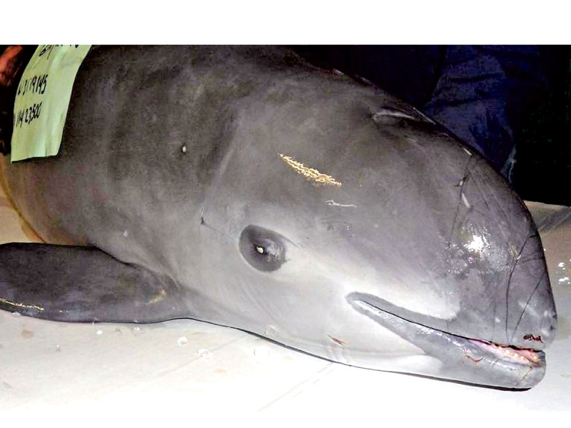 CITES anuncia desde Ginebra sanciones comerciales contra México por vaquita marina