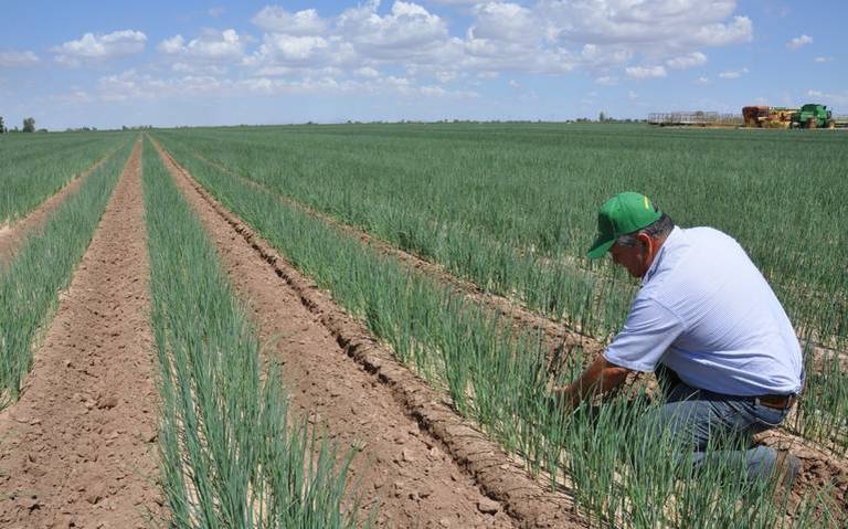 Agudizará el recorte tensión en el campo