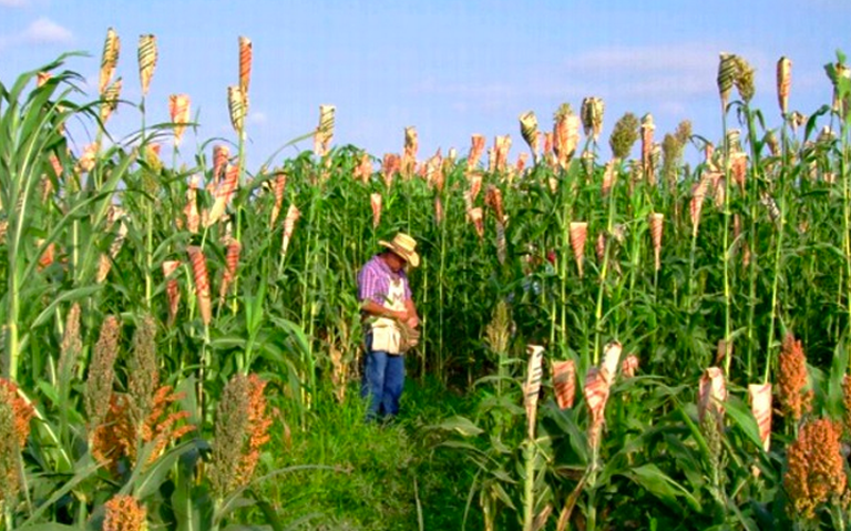 Sorgo es buena opción para el Valle de Mexicali pero se enfrenta a la comercialización: Orozco Riezgo