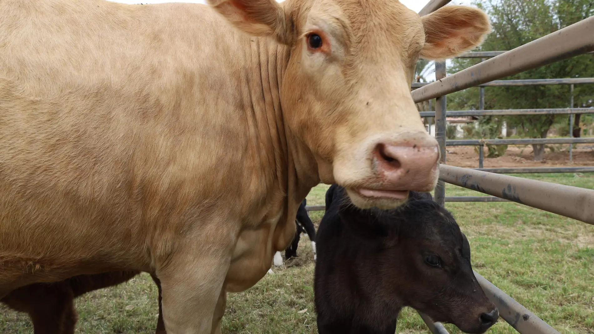 Baja California aún sin estatus libre de tuberculosis bovina